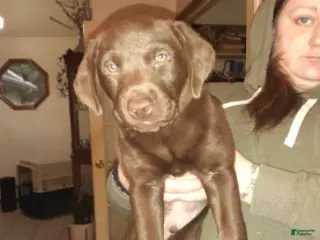 Labrador Retriever dogs Chocolate female 2 - Ad 26