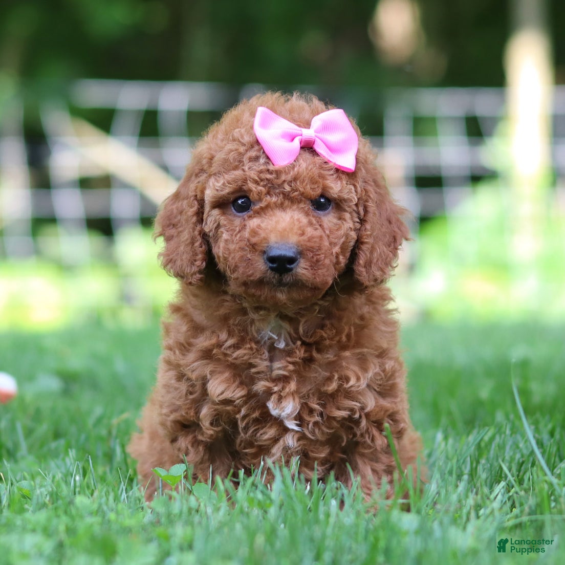 Mini Goldendoodle dogs Summer - Ad 2