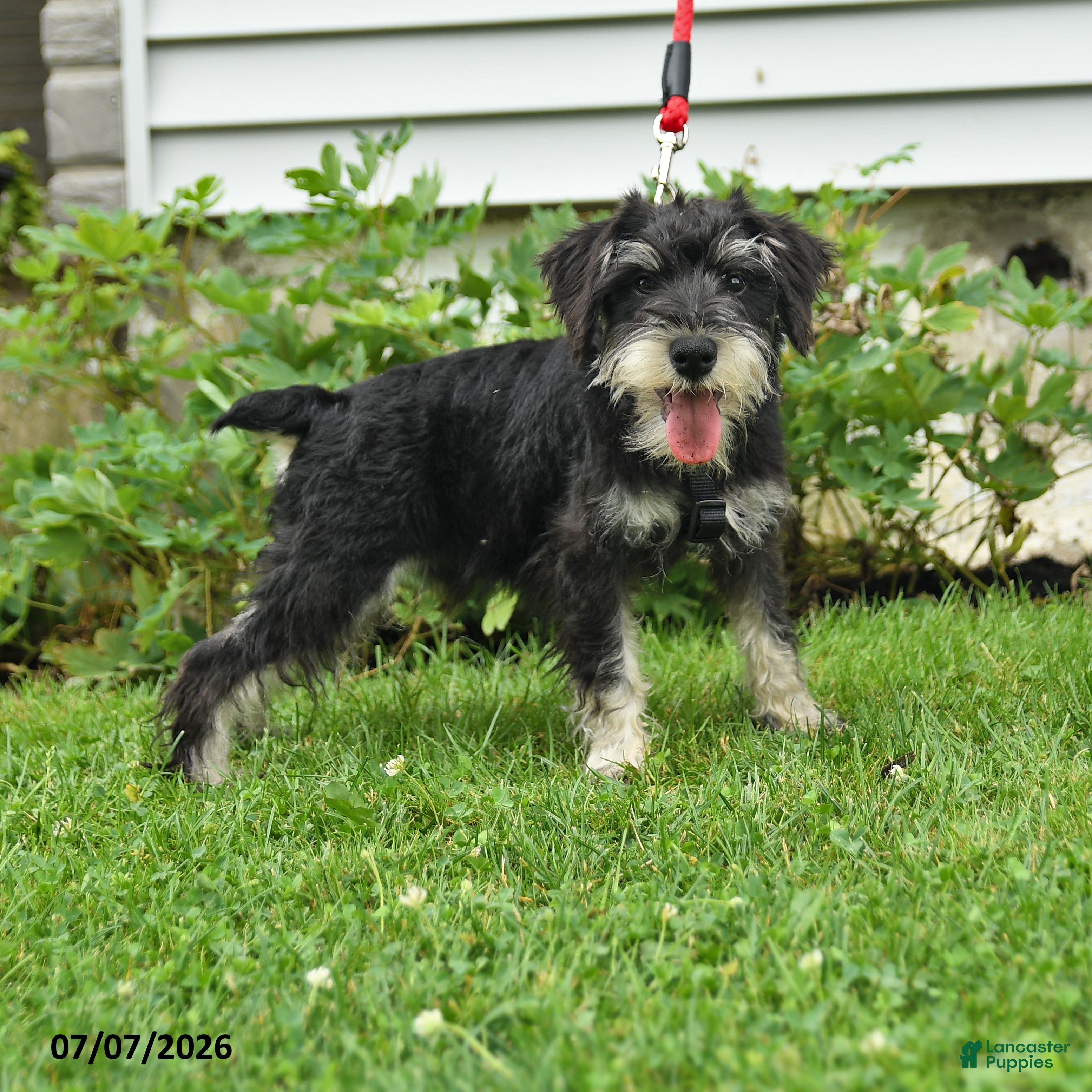 Miniature Schnauzer dogs Gavin - Ad 2
