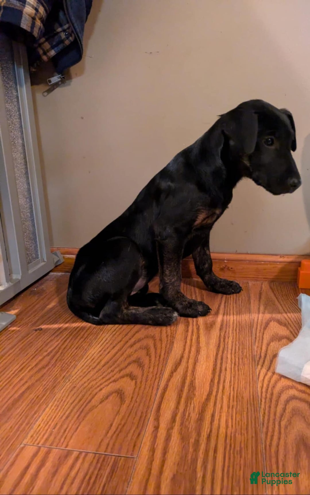 Gallery Image {{count}}