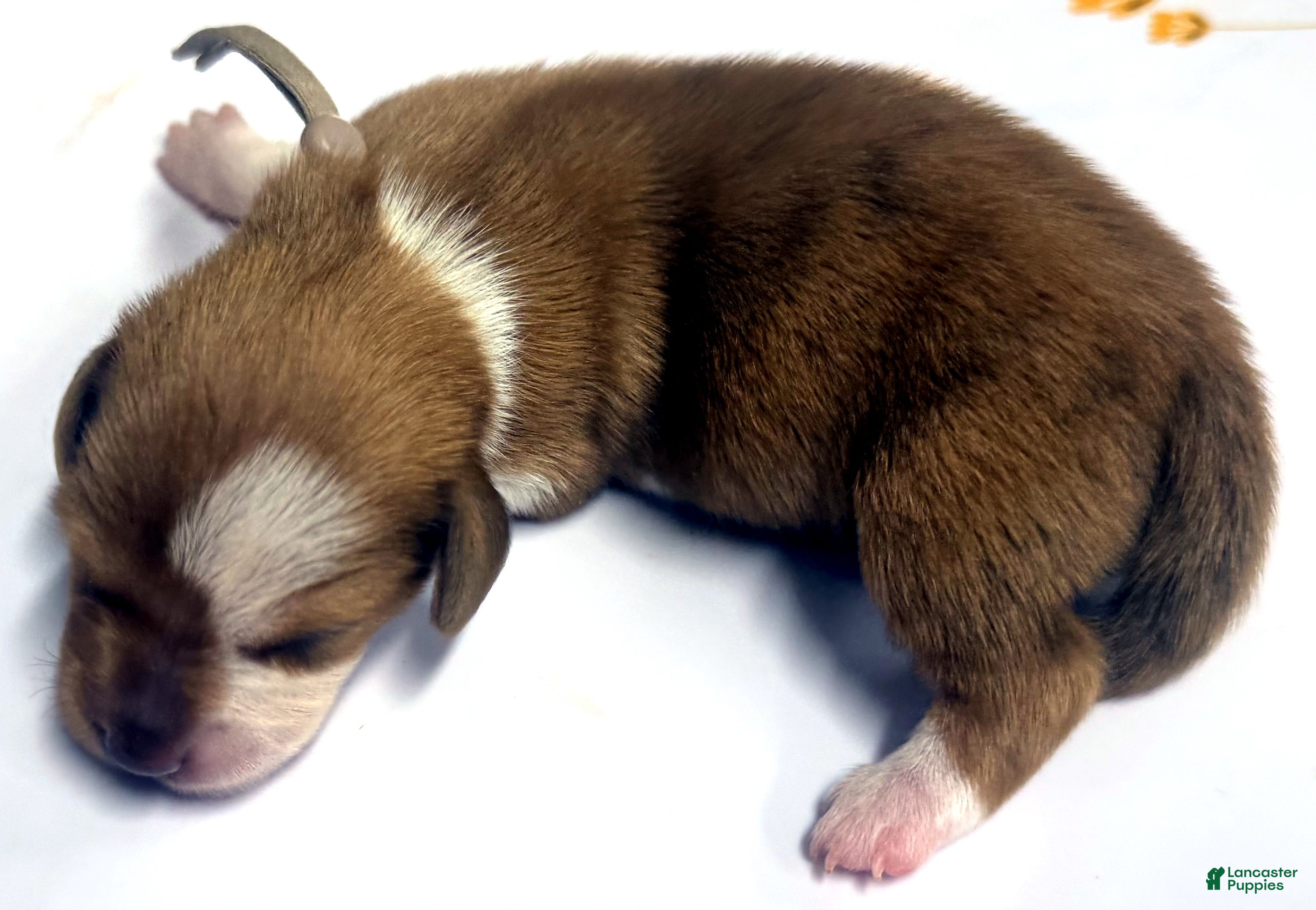 Miniature Dachshund dogs Miniature Dachshund 1 - Ad 2