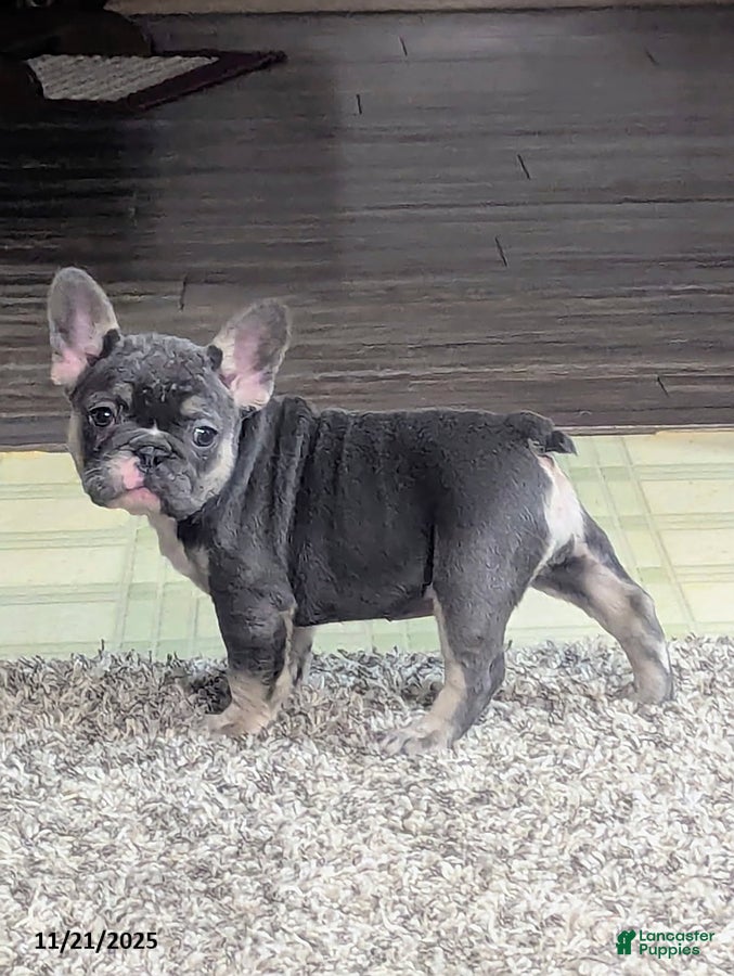 French Bulldog dogs Allie - Ad 24