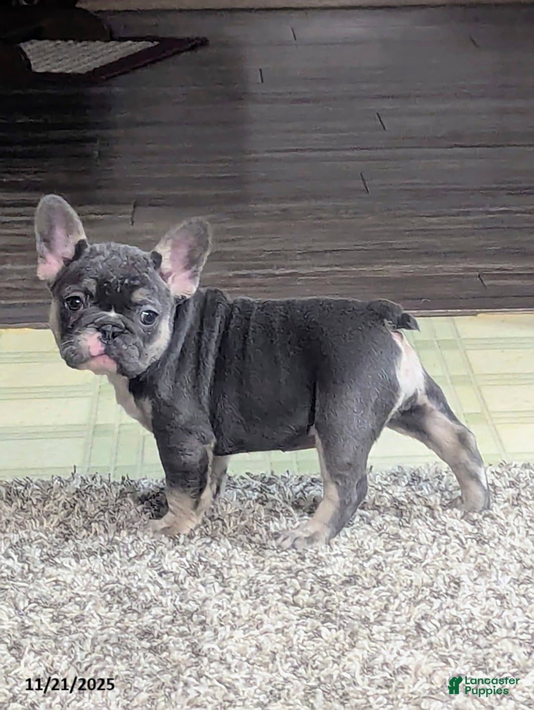 French Bulldog dogs for sale: Allie - Ad 1