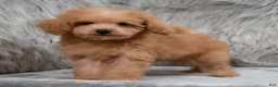 Mini Goldendoodle dogs for sale: Lily ID: 3854 - Ad 6