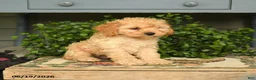 Cockapoo dogs for sale: Major - Ad 2