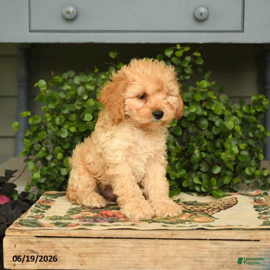 Cockapoo dogs for sale: Major - Ad 2