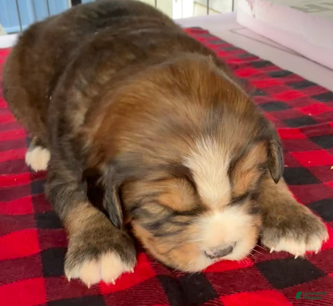 Mixed Breed dogs for sale: Tibetan Mastiff/Bernese Mountain Dog Male 2 - Ad 2