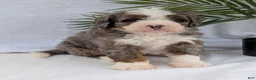 Mini Bernedoodle dogs for sale: Mini Darcy  - Ad 13
