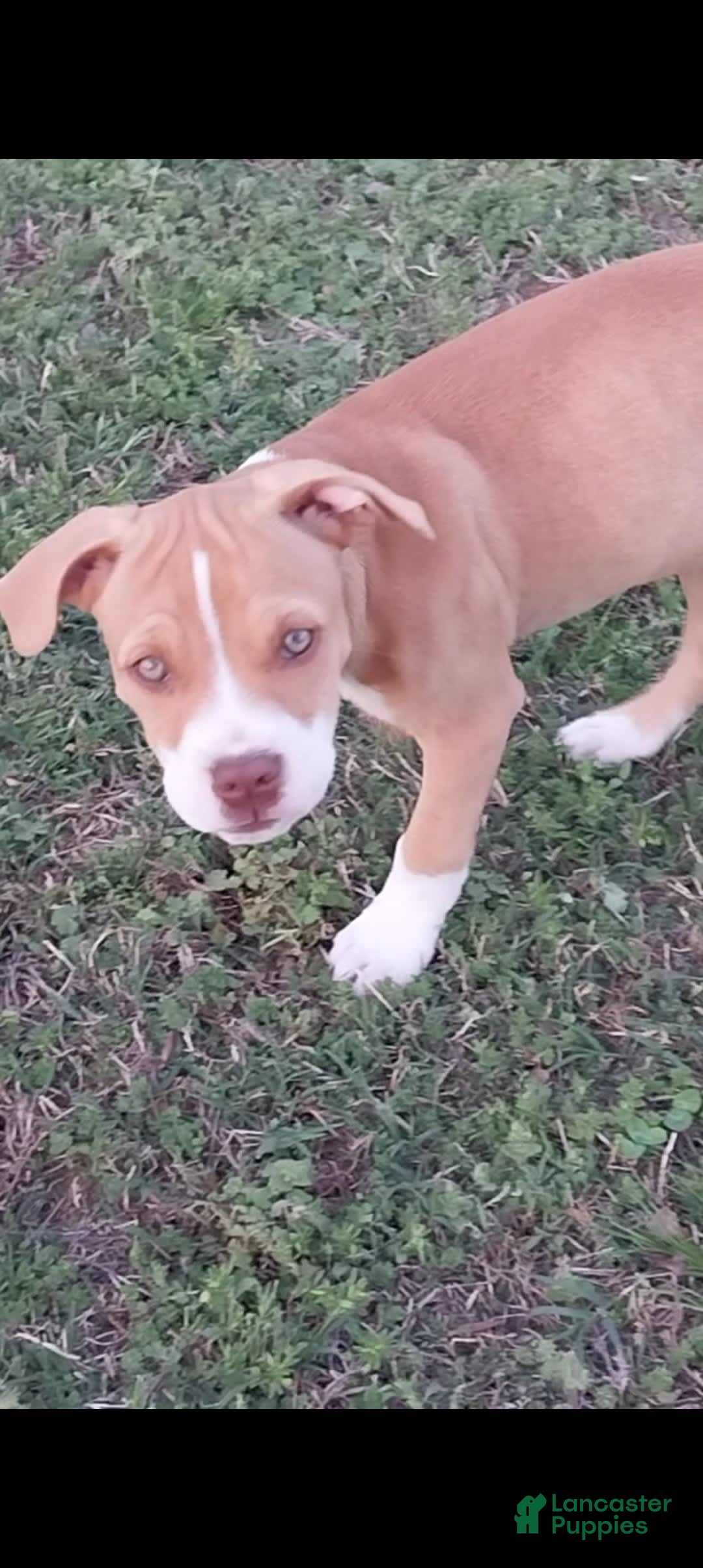 Pitbull Terrier Pit Puppies For Sale American Pit Bull Terrier