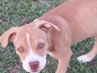 American Pit Bull Terrier dogs - Ad 30