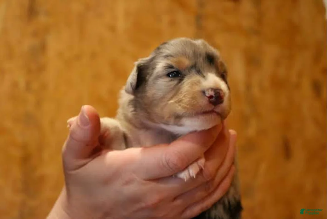 Miniature Australian Shepherd dogs for sale: Genesis - Ad 1