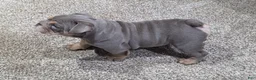 English Bulldog dogs for sale: Caroline - Ad 3