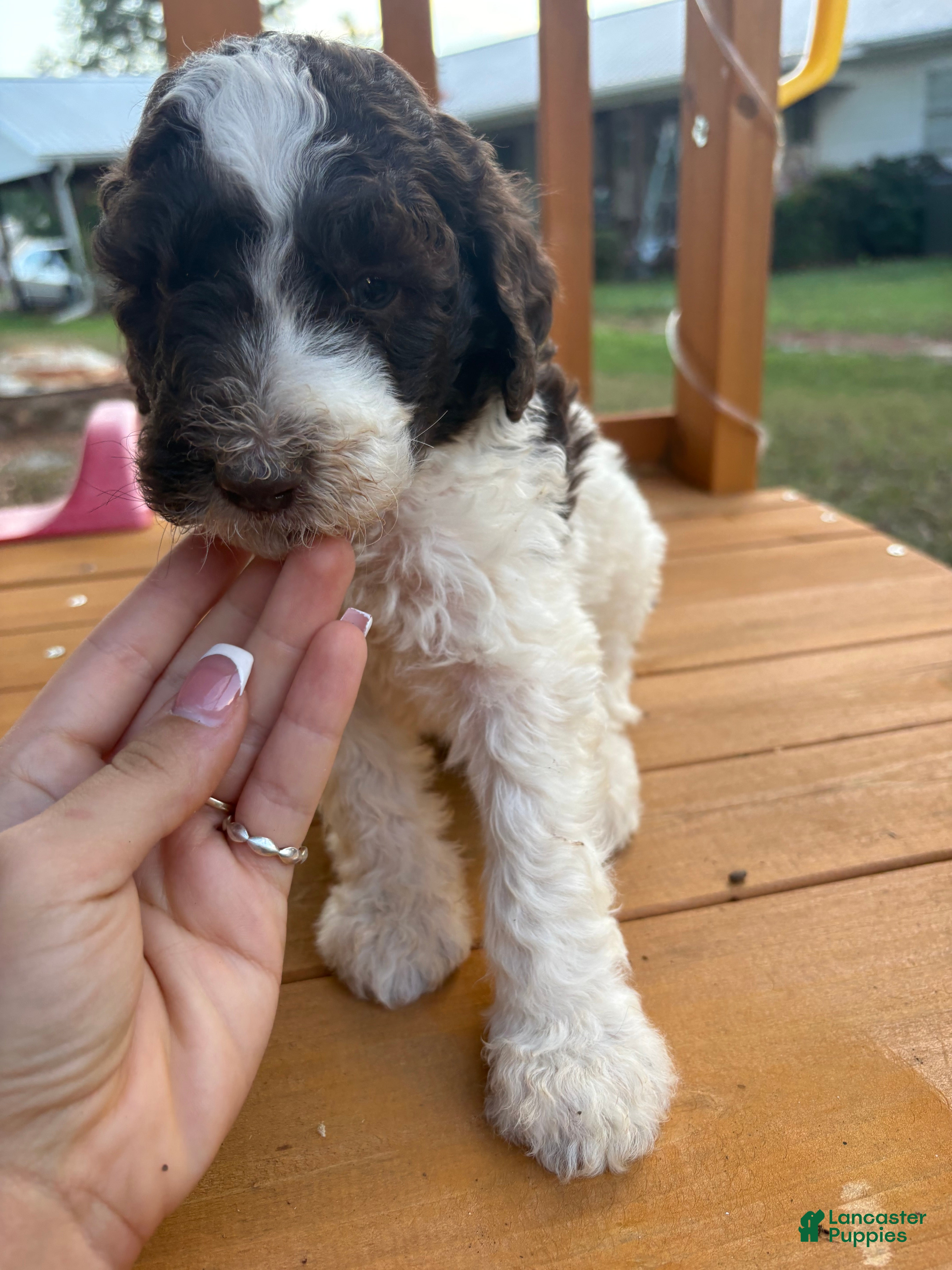Standard Poodle dogs Standard Poodle(Milo) - Ad 9