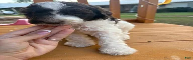 Standard Poodle(Milo)