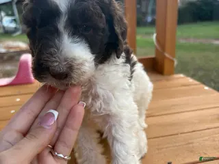 Standard Poodle dogs Standard Poodle(Milo) - Ad 33