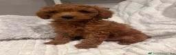 Miniature Poodle dogs for sale: CHICO - ACA MINI POODLE-POTTY  & CRATE TRAINED  - Ad 5