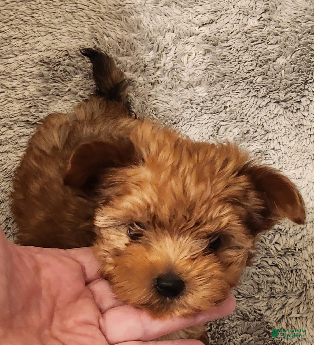 Morkie dogs Morkie 1 - Ad 7