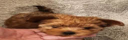 Morkie dogs for sale: Morkie 1 - Ad 1