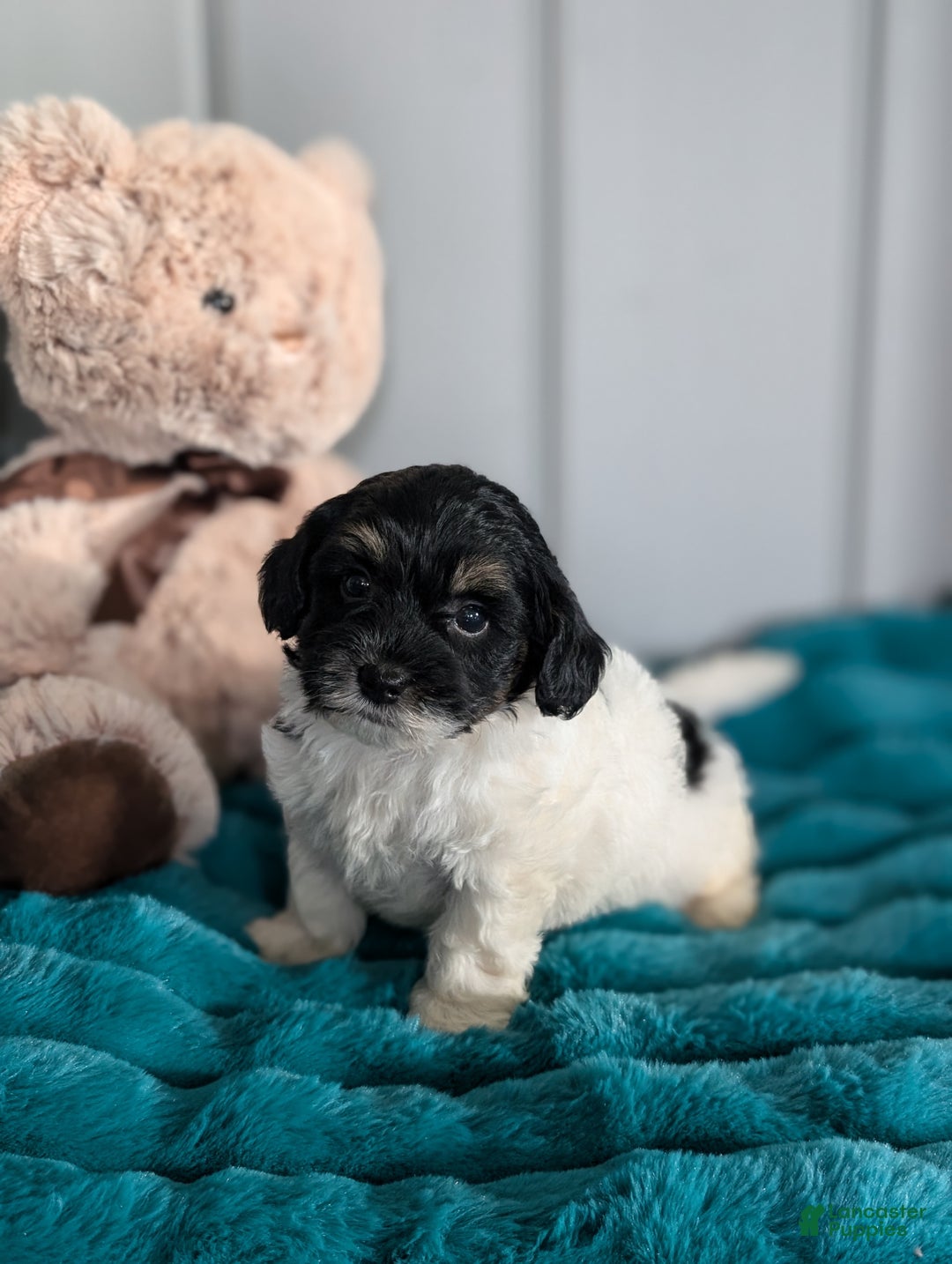 Havapoo dogs for sale: Oscar  - Ad 1