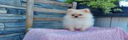 Pomeranian dogs for sale: Heildi - Ad 1