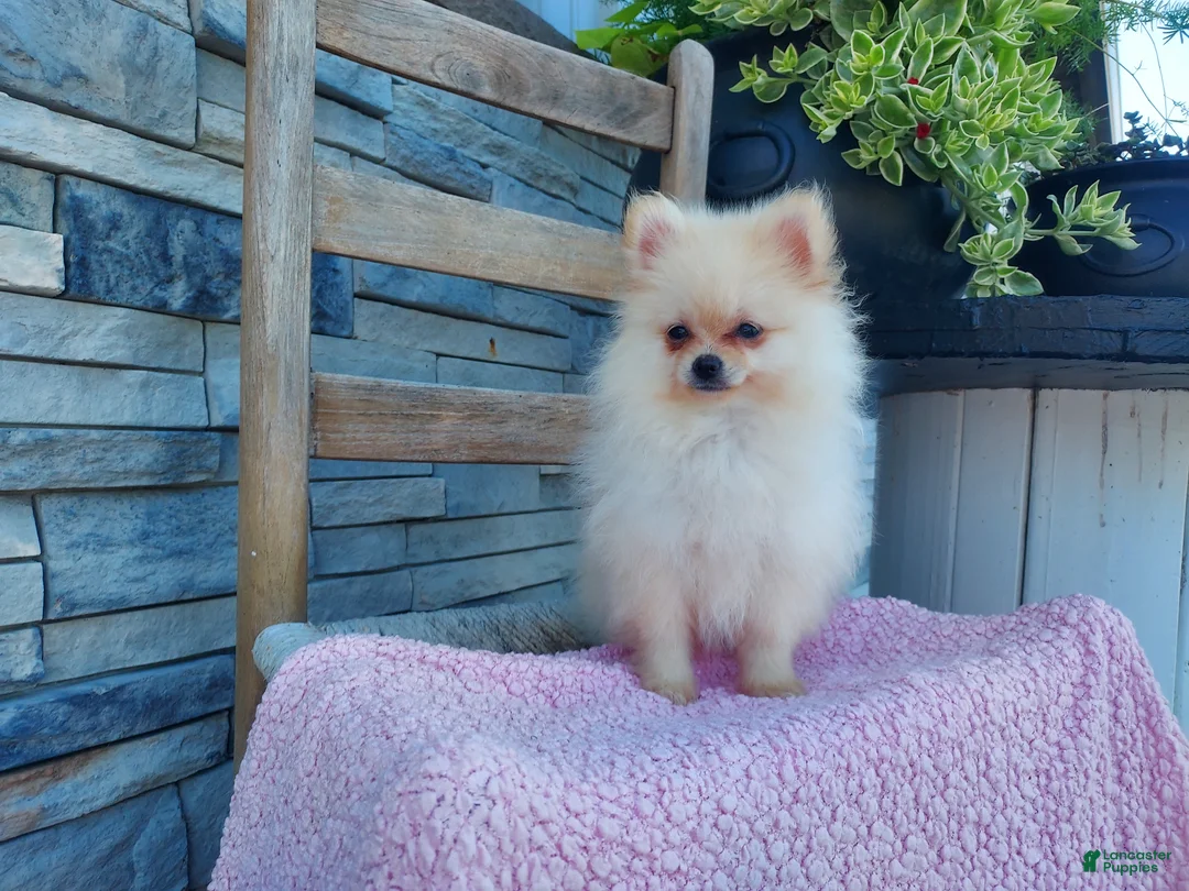 Pomeranian dogs for sale: Heildi - Ad 1