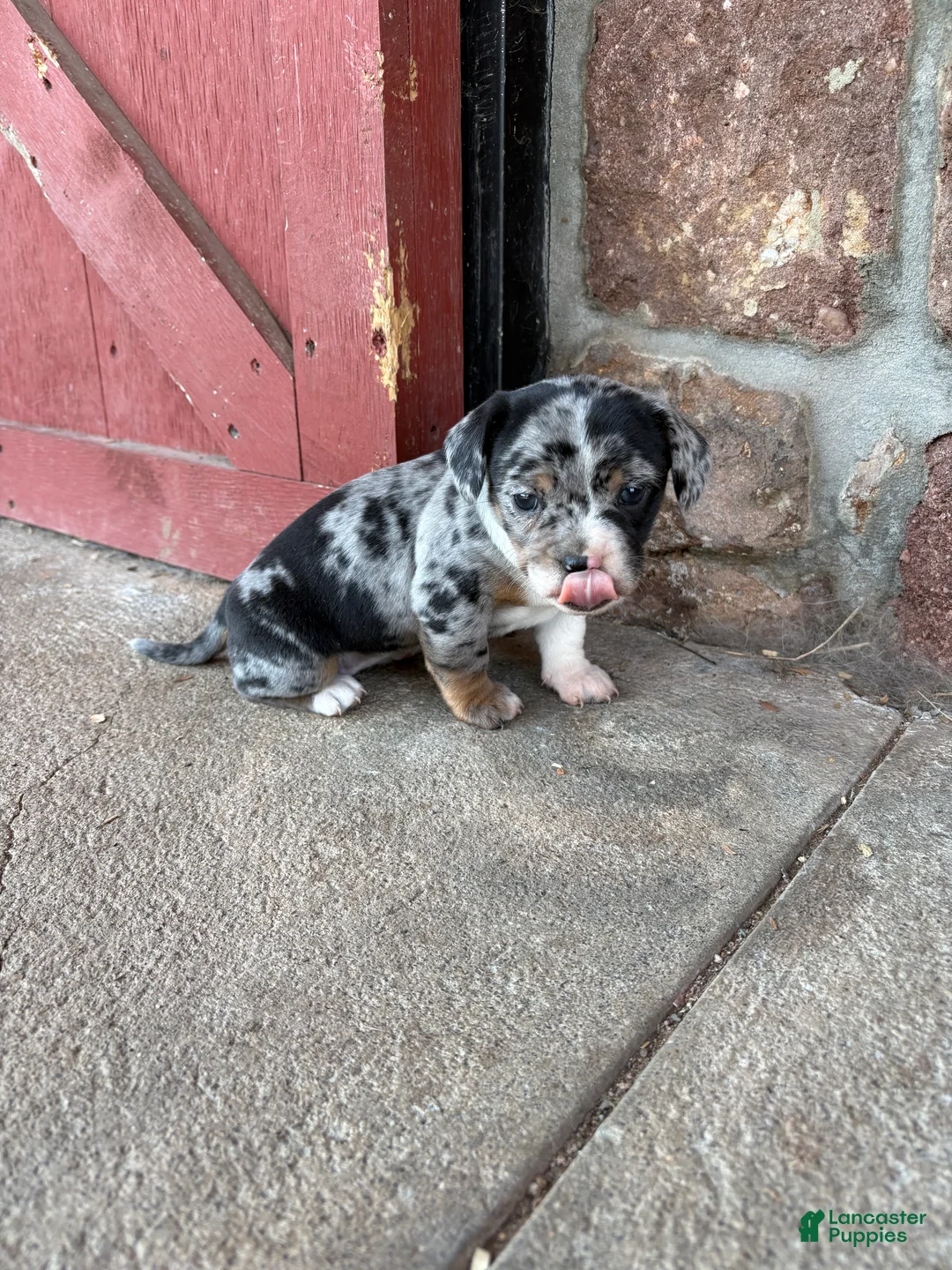 Mixed Breed dogs for sale: Mixed Breed Puppy 3 - Ad 4
