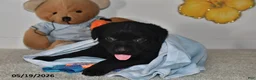 Labrador Retriever dogs for sale: Rasal - Ad 2