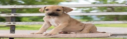 Great Dane dogs for sale: Garry - Ad 1