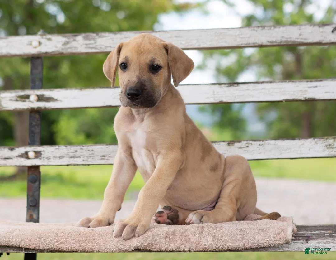 Great Dane dogs for sale: Garry - Ad 1