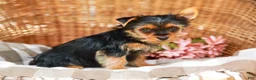 Yorkshire Terrier dogs for sale: Marley - Ad 4