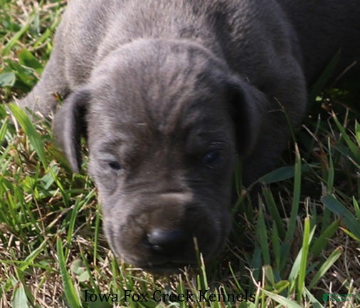 Great Dane dogs Sophie - Ad 22