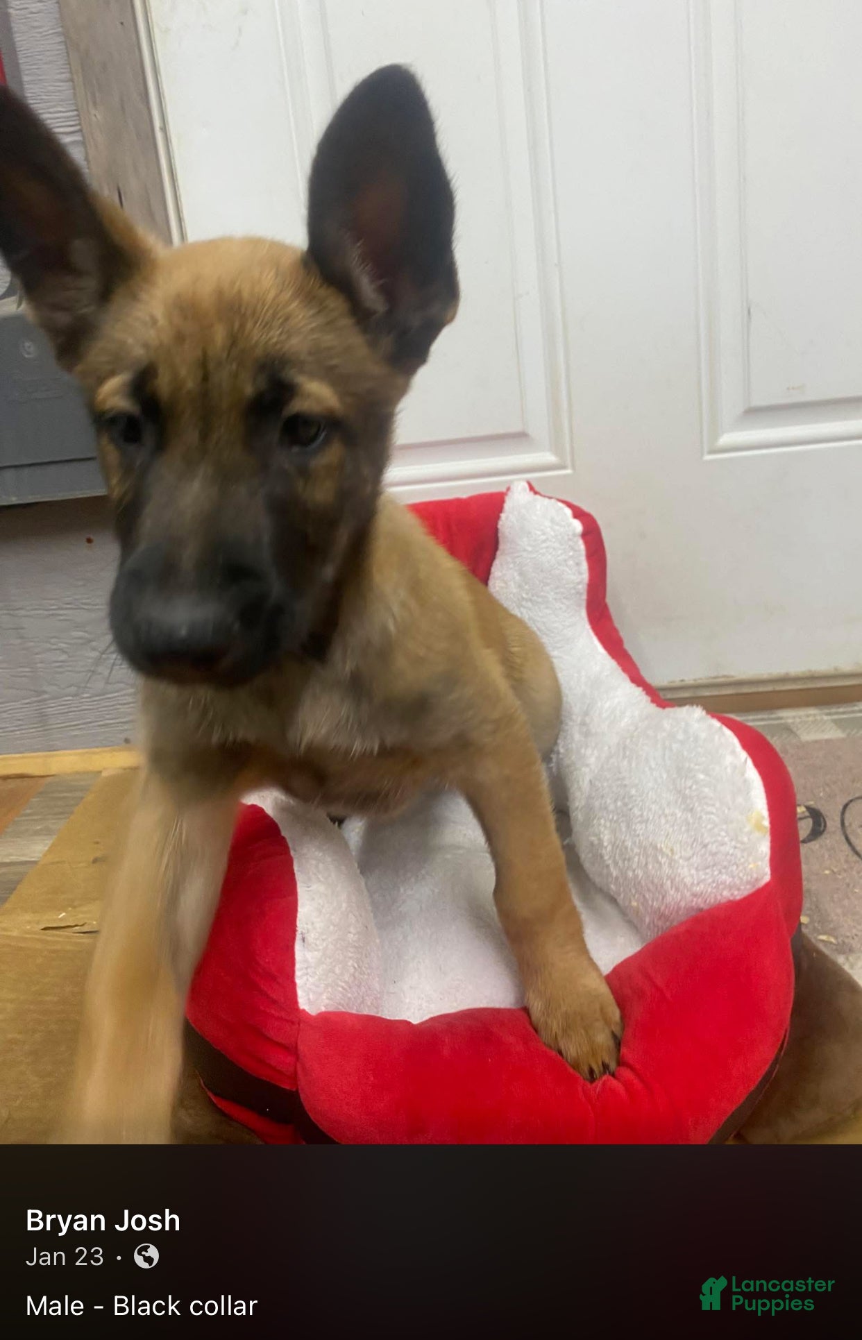 Mixed Breed dogs Mixed Breed Puppy 1 - Ad 20