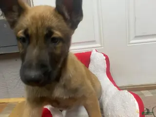 Mixed Breed dogs Mixed Breed Puppy 1 - Ad 20