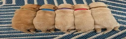 Labrador Retriever dogs for sale: Helen ♥️ Fox Red English Lab  - Ad 8