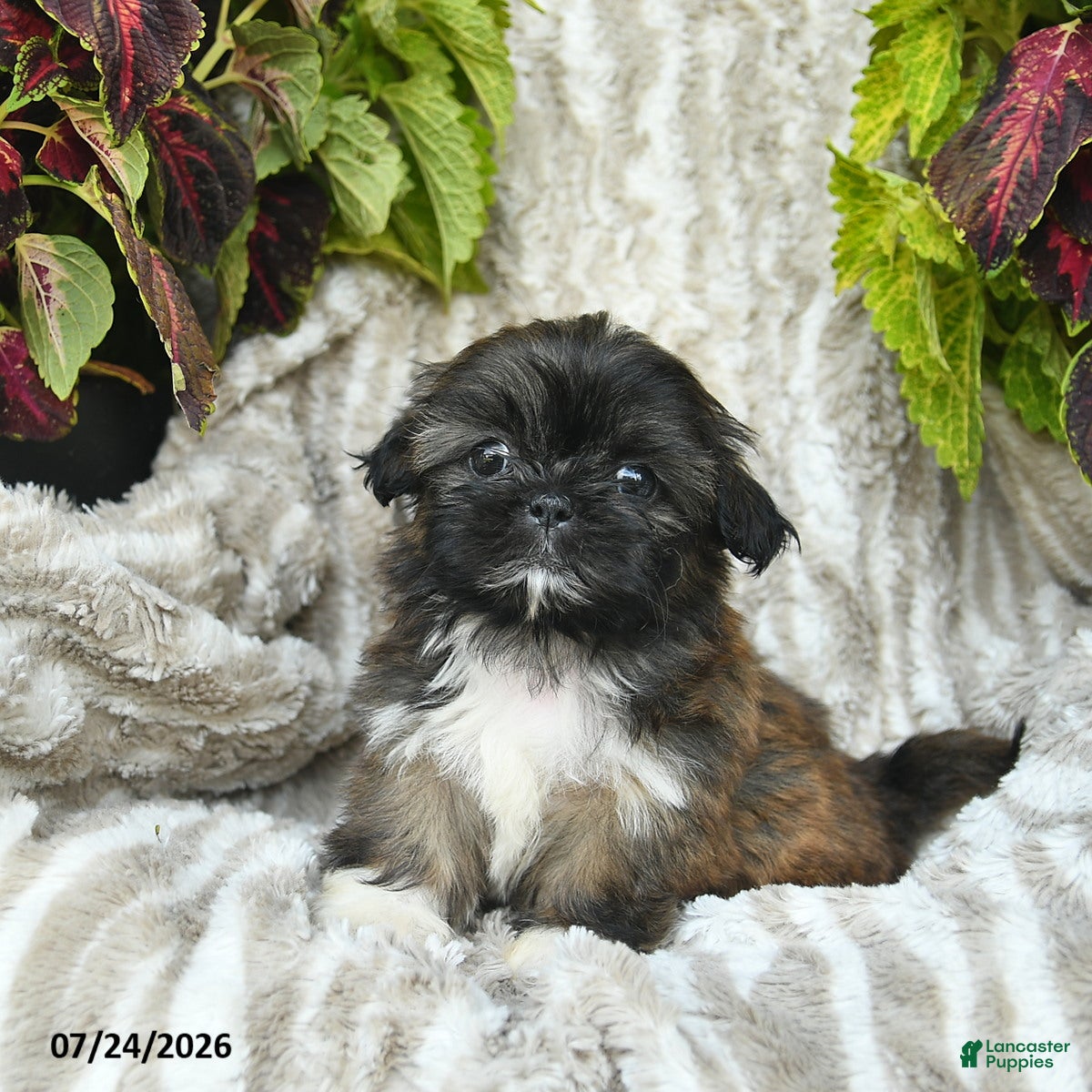 Shih Tzu dogs Crystal  - Ad 2