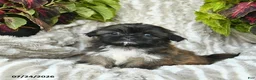 Shih Tzu dogs for sale: Crystal  - Ad 2