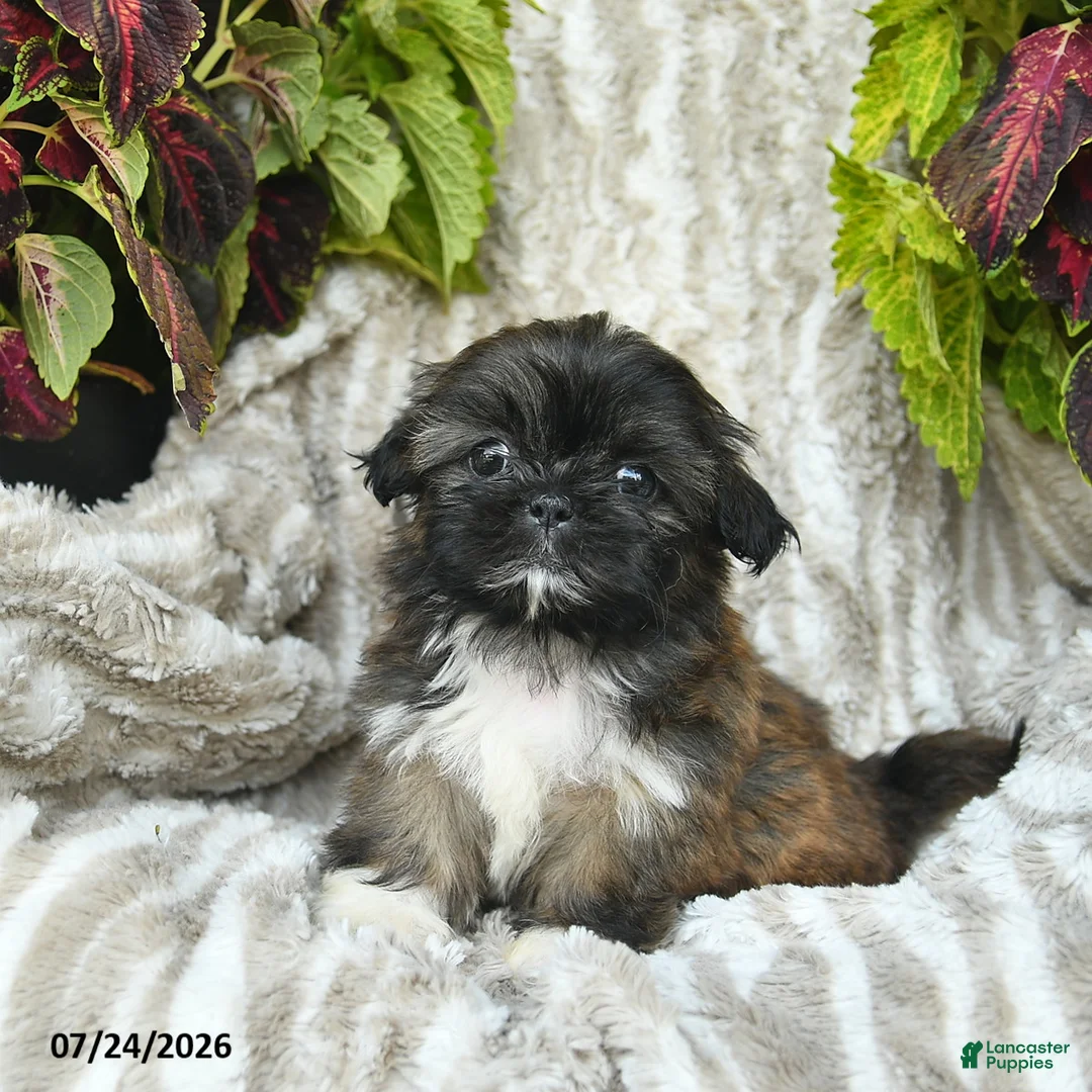Shih Tzu dogs for sale: Crystal  - Ad 2