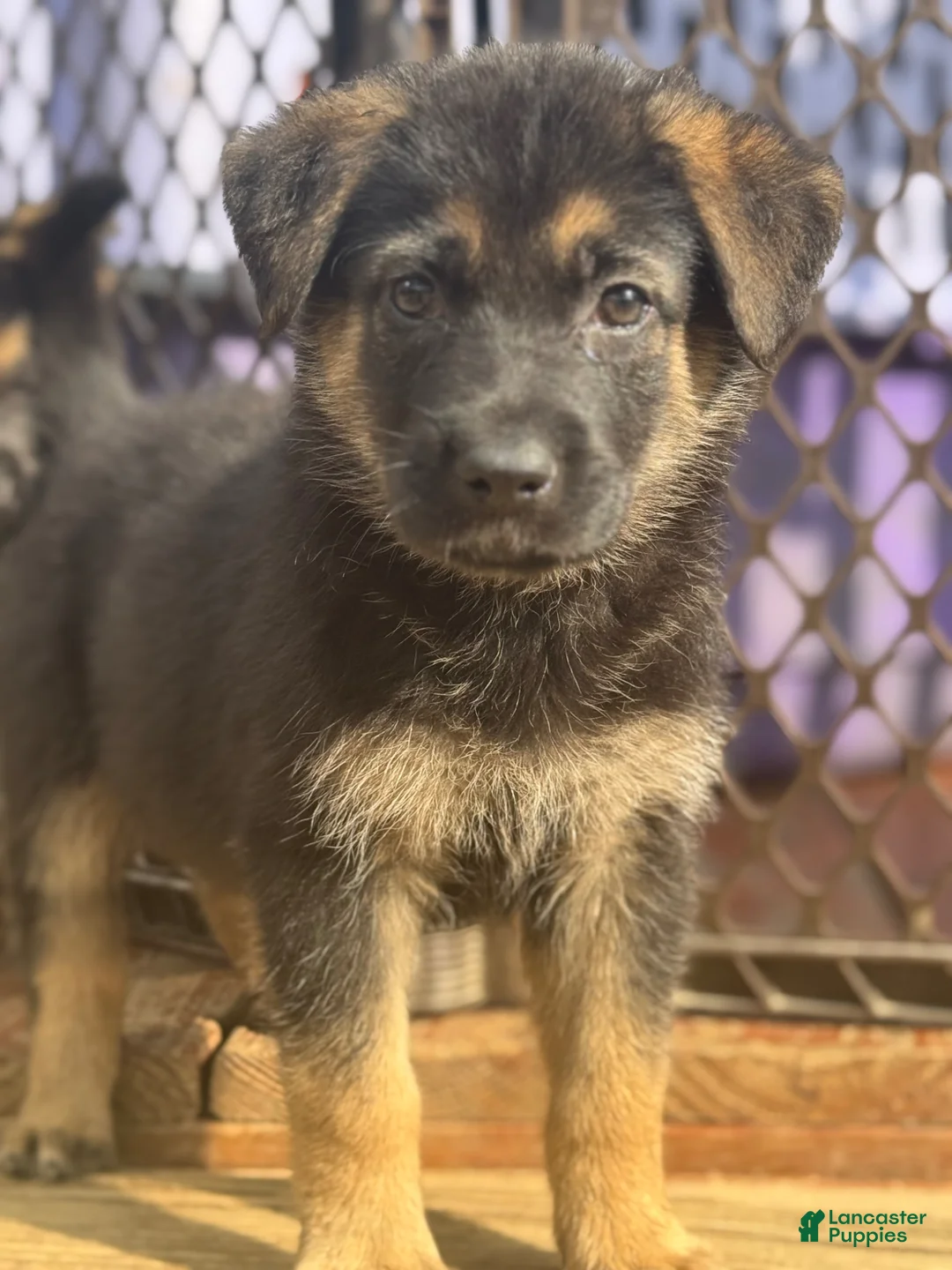 German Shepherd dogs for sale: German Shepherd Puppy 2 - Ad 2