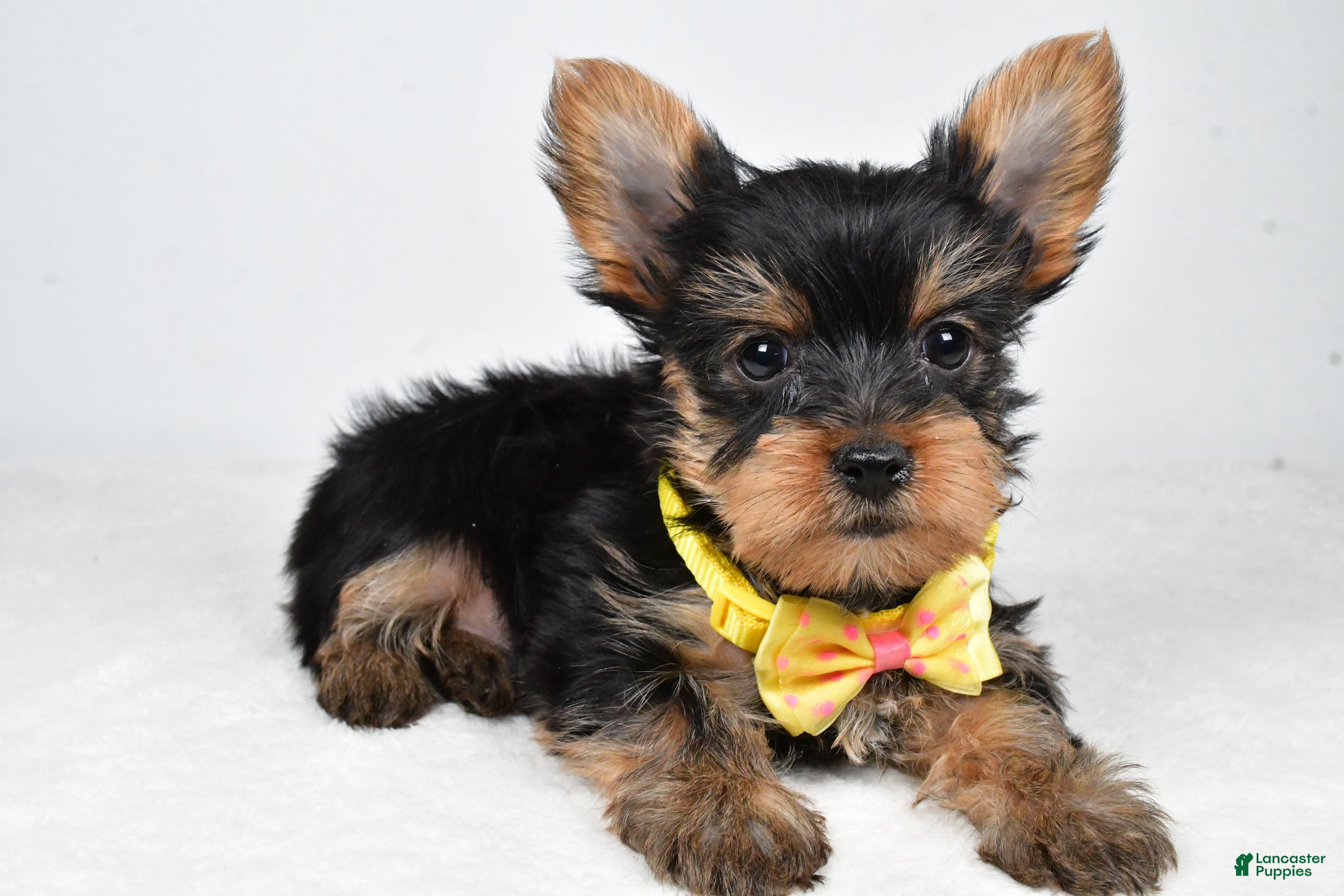 Yorkshire Terrier dogs Tyler - Ad 1