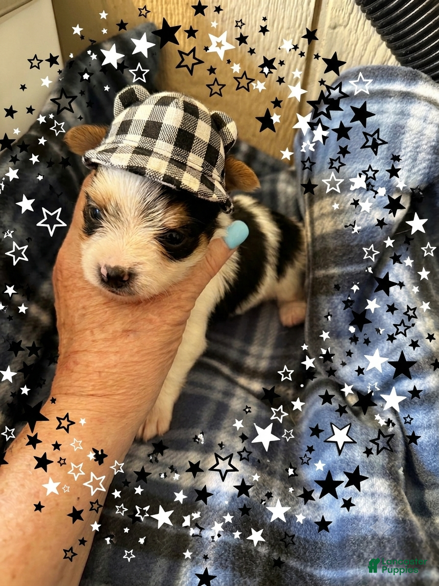 Yorkshire Terrier dogs AKC Peppy - Ad 1