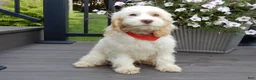 Cockapoo dogs for sale: Lucky - Ad 4