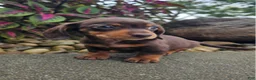 Dachshund dogs for sale: Roxy - Ad 7