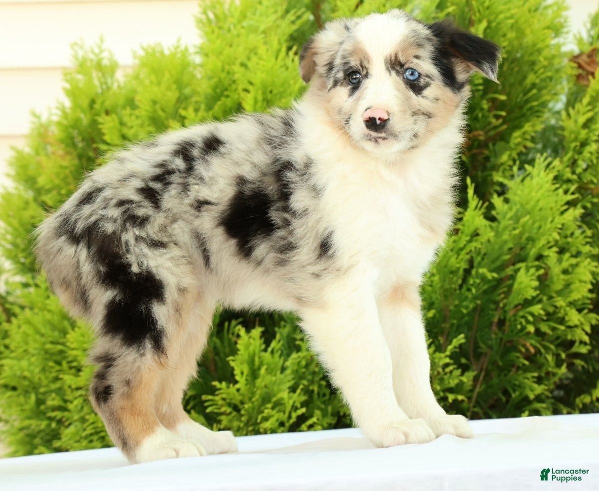 Australian Shepherd dogs for sale: Jack - Ad 2