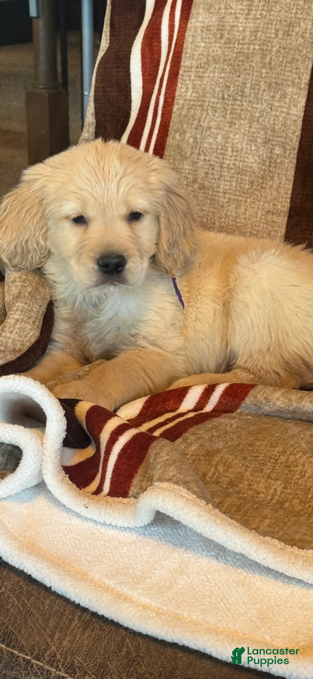 Golden Retriever dogs for sale: Purple Male -Penny  - Ad 9
