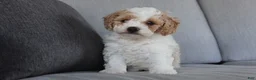 Cavapoo dogs for sale: Buddy - Ad 3