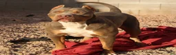 American Bully dogs for sale: KANO - Ad 7