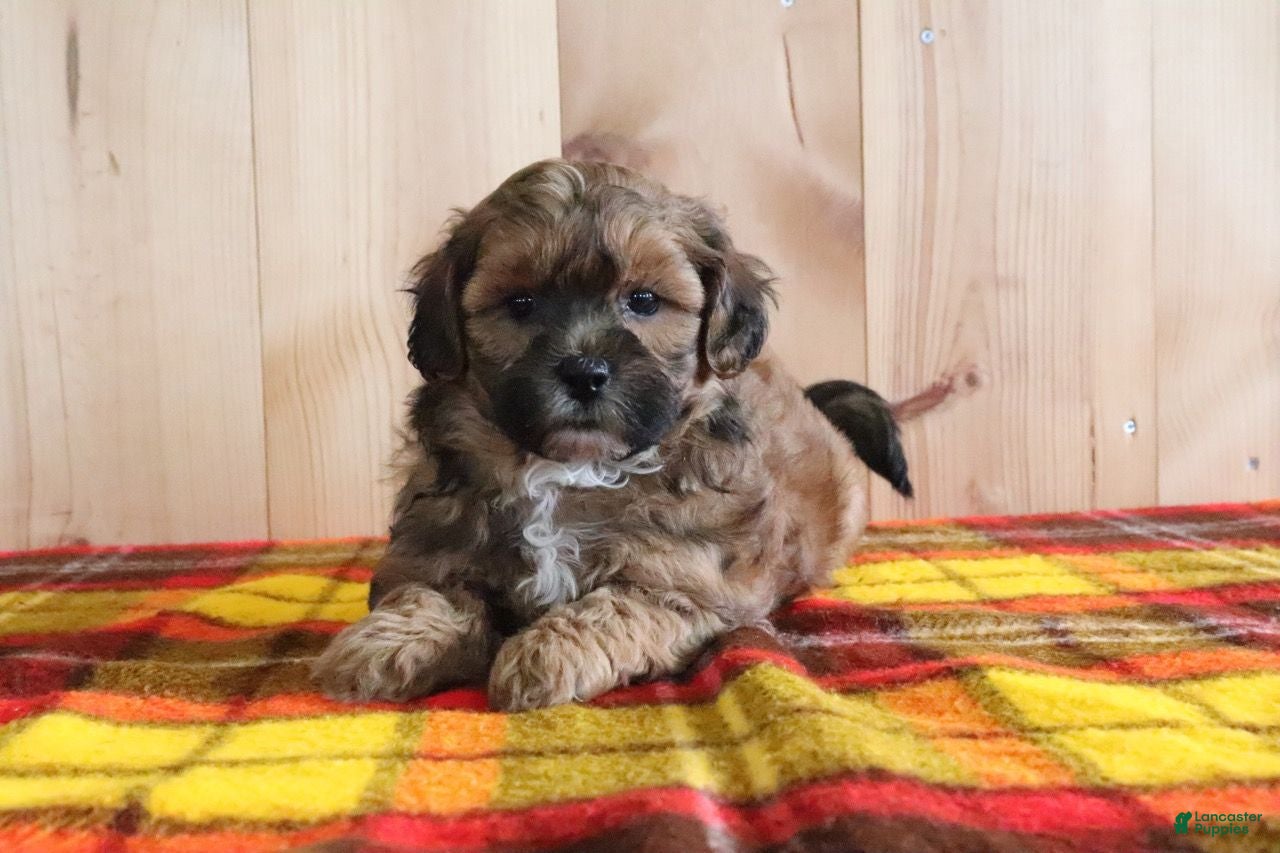 Shihpoo dogs Dixon - Ad 2