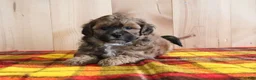 Shihpoo dogs for sale: Dixon - Ad 2