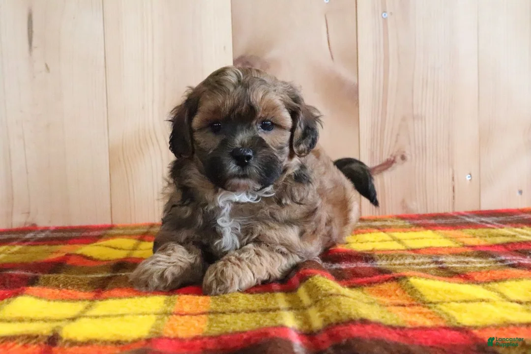 Shihpoo dogs for sale: Dixon - Ad 2
