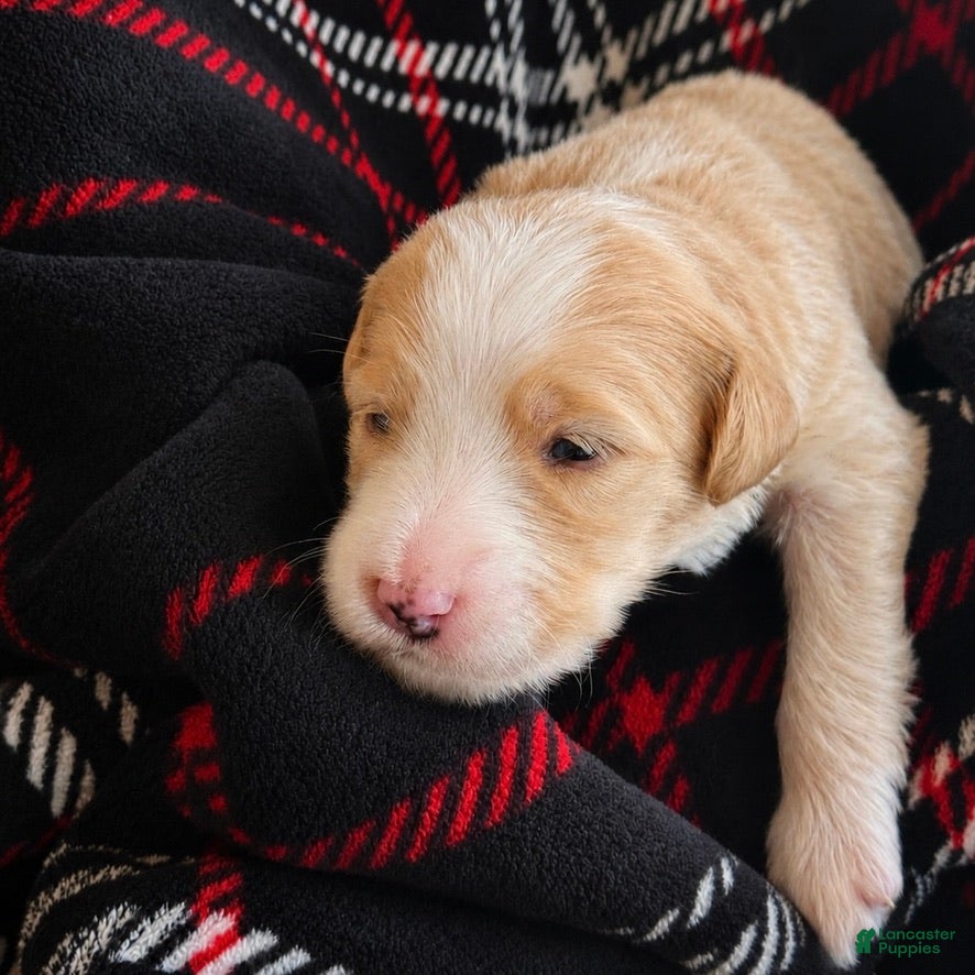 Bernedoodle dogs Candy - Ad 2